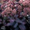 Sedum Telephium Purple Emperors